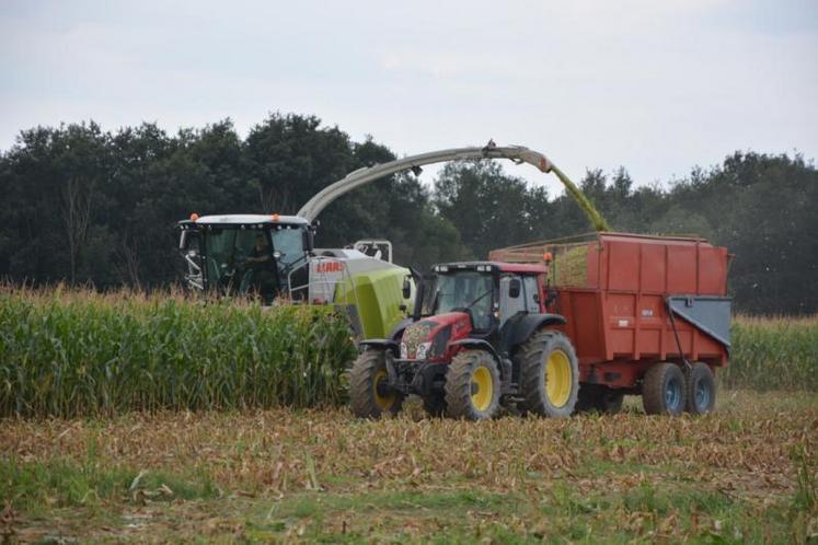 L’ensileuse est équipée des nouveaux rouleaux éclateurs Shredlage de Claas.