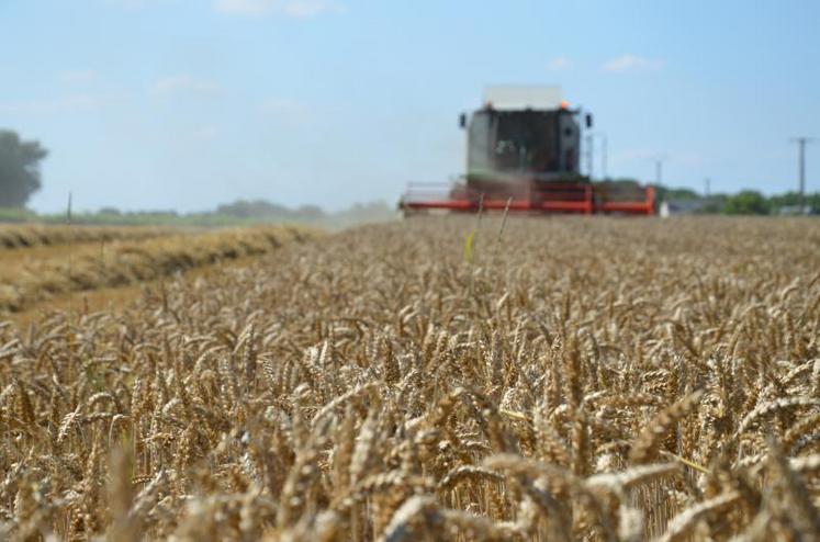 La part de blé fourrager est élevée par rapport à celle de meunier.