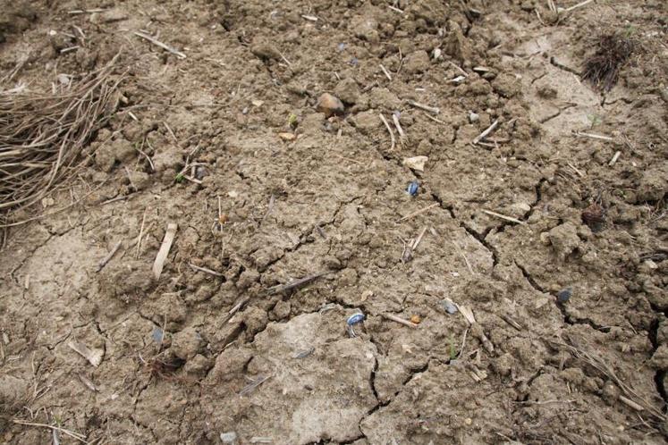 Malgré les précautions, les dégâts causés par les nuisibles peuvent complètement détruire certaines parcelles. L’an dernier, Marc Terrier, agriculteur à Brissac-Quincé avait subi les ravages des pigeons et corbeaux sur cette parcelle de tournesols.