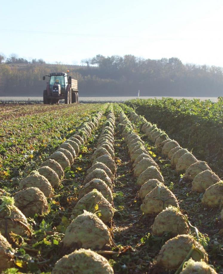 La production de la Rosée des Champs pourrait ne pas être totalement écoulée.