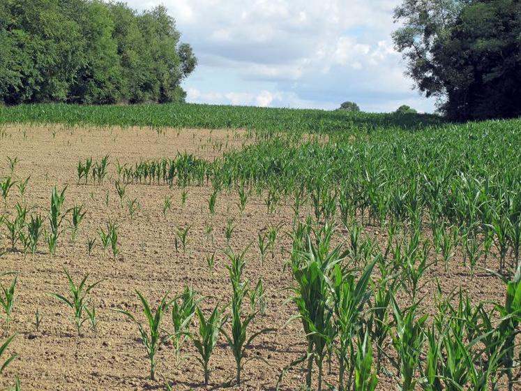 Toutes les productions sont impactées par la canicule malgré les récentes précipitations. Dans ces conditions, les agriculteurs n’ont pas été en mesure d’implanter dans de bonnes conditions les cultures dérobées SIE qui comptent pour le calcul du taux de verdissement des aides Pac.