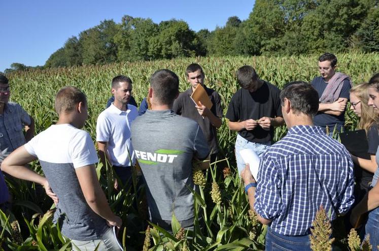 Sorgho d'ensilage – maïs d'ensilage