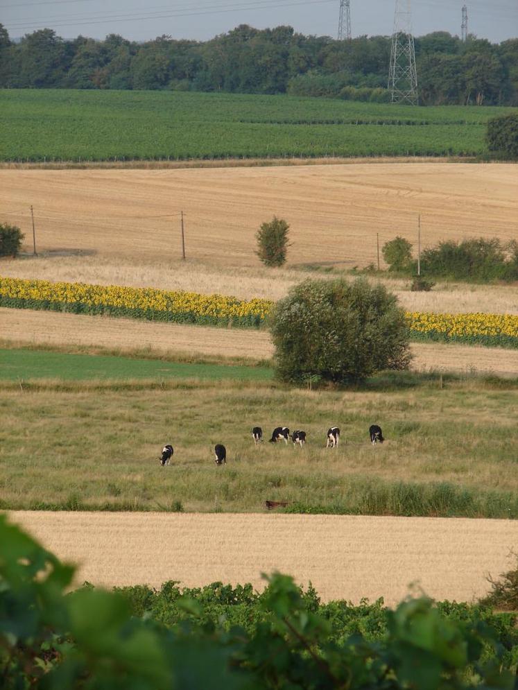 Le 24 juillet prochain, un conseil fédéral FNSEA traitera des arbitrages indispensables entres les différentes productions. Et entre les différentes régions.