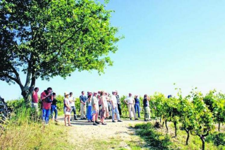 Des Rendez-vous dans le vignoble sont organisés en Anjou-Saumur par le syndicat des Vignerons indépendants et du Musée de la Vigne et du vin.