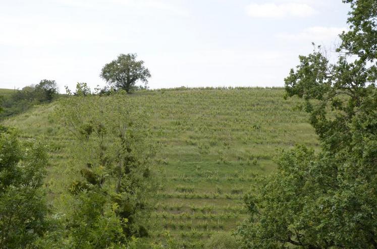 La vigne n'a que faire du Covid-19, et poursuit son impressionnante croissance. Près d'un mois d'avance dans certains domaines.