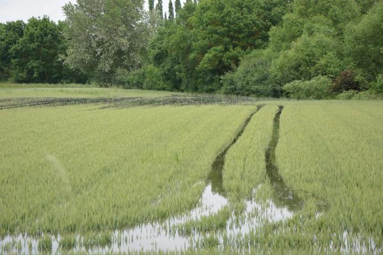 Les inondations de début juin en Anjou, recouvrant les  cultures, ont été suivis d'une période de sécheresse.