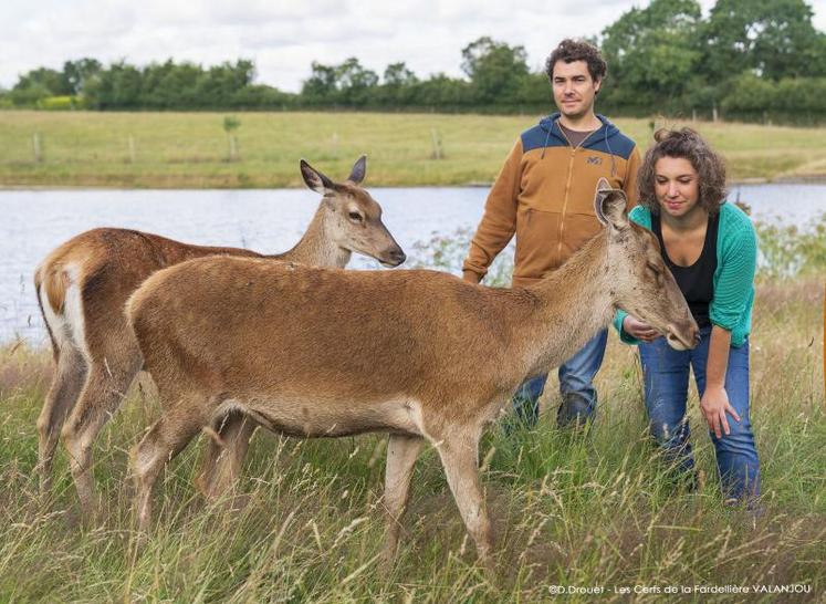 Les éleveurs des Cerfs de la Fardellière, à Valanjou, comptent sur les ventes de Noël pour sauver leur année, et diversifient d’ores et déjà leurs points de ventes.