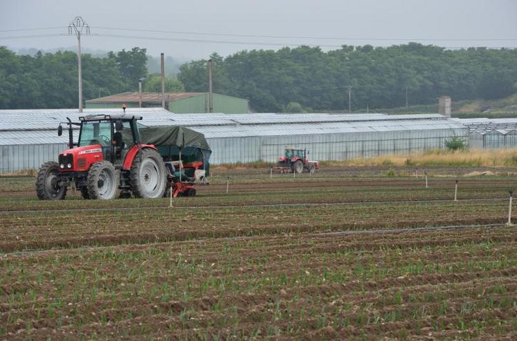 Les maraîchers souffrent pour la plupart d'une surproduction et d'un manque de consommation de leurs légumes, conséquences d'une météo encore trop clémente sur la première quinzaine de janvier.