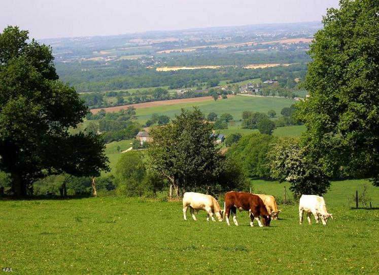 Le premier budget du GDS concerne la BVD. Les contacts en pâture et les achats d’animaux sont facteurs de risques.