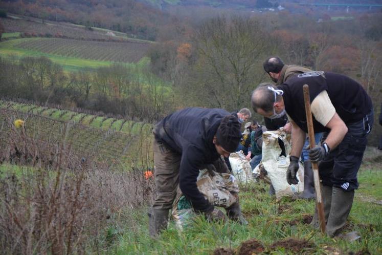 Le but est de créer un maillage suffisamment dense pour faire revenir les chauve-souris dans le vignoble.