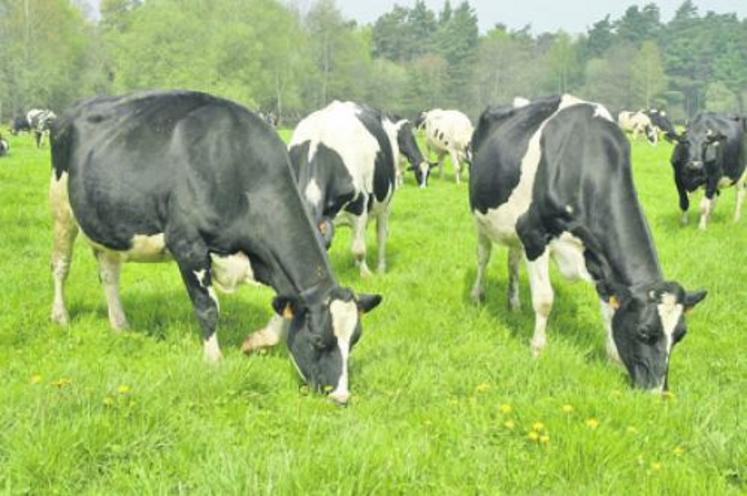 Le cheptel loué en France par Gestel représente 20 000 animaux, principalement des prim’holsteins.