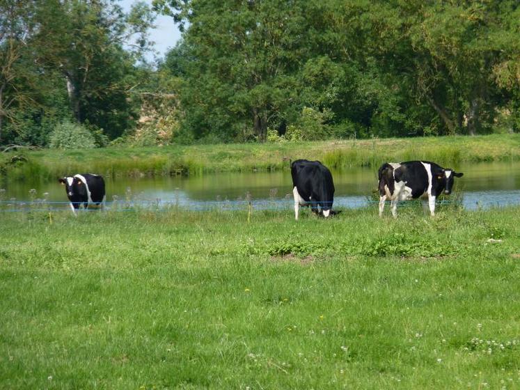 En polyculture élevage, la présence de prairies dans le système favorise les performances.