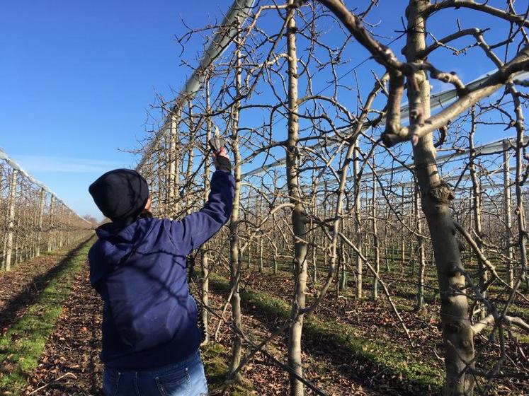 « On cherche à donner une jolie structure à l’arbre, à avoir la meilleure répartition possible des fruits, de manière à obtenir de bons calibres et de belles colorations ».