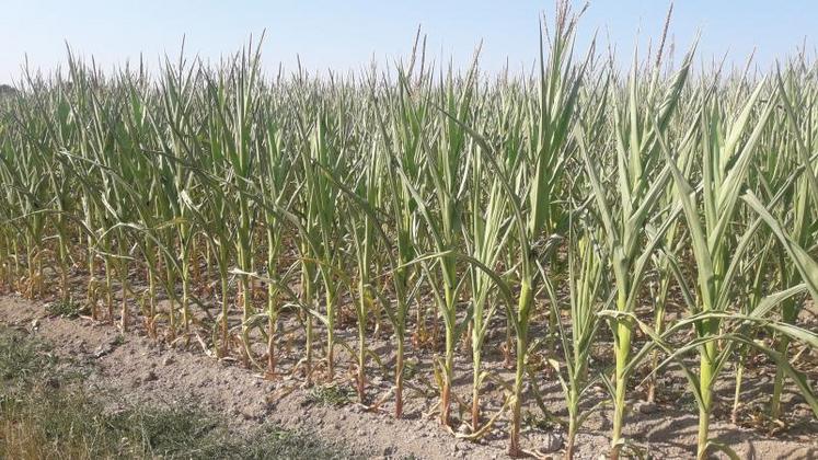 Maïs semés le 5 mai chez Florian Landreau, au Longeron.  Les plantes, hautes de 1,20 m seulement, commencent à se dessécher.