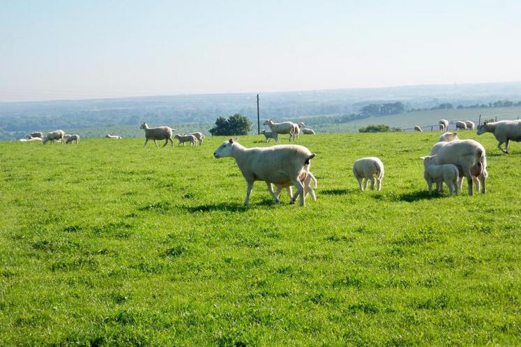 Les agneaux de la filière ovine vont avoir du mal à se vendre cette année pour Pâques.