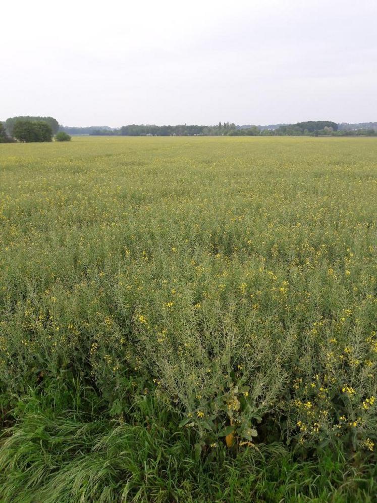 Le colza, chez Patrice Barré, arrive en fin de floraison. Le remplissage des gousses a débuté.