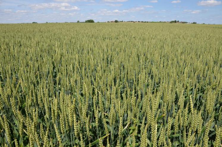 L’assolement du blé est en hausse générale : + 3,5 % pour le blé tendre et + 11,3 % pour le blé dur au niveau national.