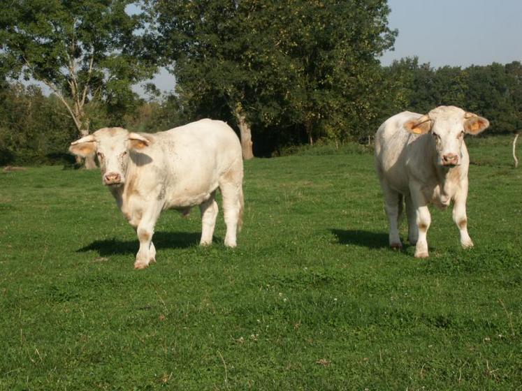 La tuberculose bovine est une maladie à déclaration obligatoire, avec abattage total du cheptel.