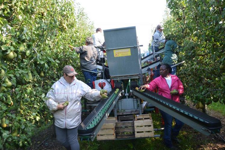 Sylvain Kupperroth emploie 28 personnes pour la cueillette des pommes et poires. La moitié des fruits sont ramassés à l’aide de cette machine d’assistance à la cueillette, qui améliore le rendement et facilite la gestion des chantiers.