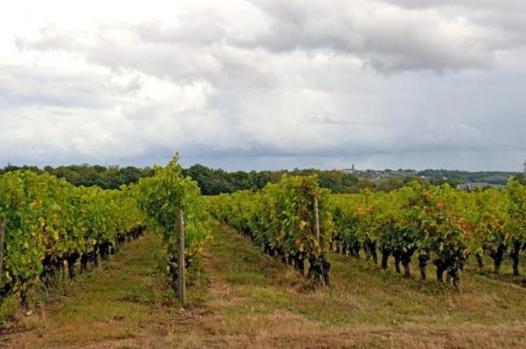 Les caves n’ont récolté que 83 000 hl contre 93 700 en 2011. La commercialisation semble avoir bien débuté. En particulier en rosé.