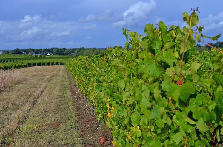 L’estimation de la production peut encore varier parce que la forte pression du mildiou peut faiblir, comme c’est le cas en Languedoc sous l’effet du mistral et de la tramontane. De plus, c’est en août que la pluviosité ou la sécheresse fera grossir ou non les grains de raisin, et influencera dans un sens ou dans l’autre le niveau de la vendange.