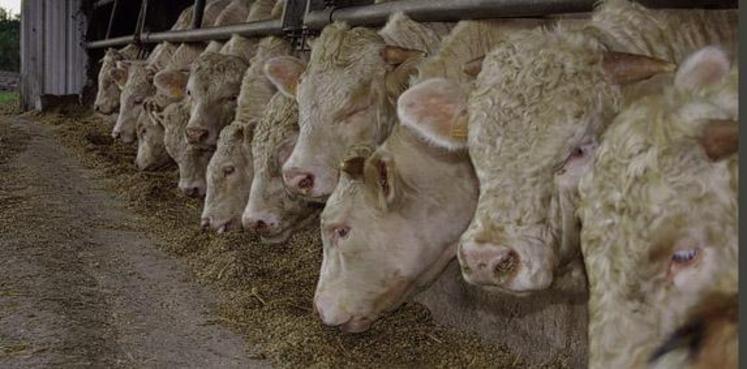 Concernant le blé dur, FranceAgriMer maintient l’hypothèse de 150 000 t incorporé en alimentation animale : par rapport au mois dernier, la baisse des estimations à 50 000 t est compensée par l’apparition d’un poste « autres » utilisations de 100 000 t, qui anticipe une sous-déclaration par les Fab.