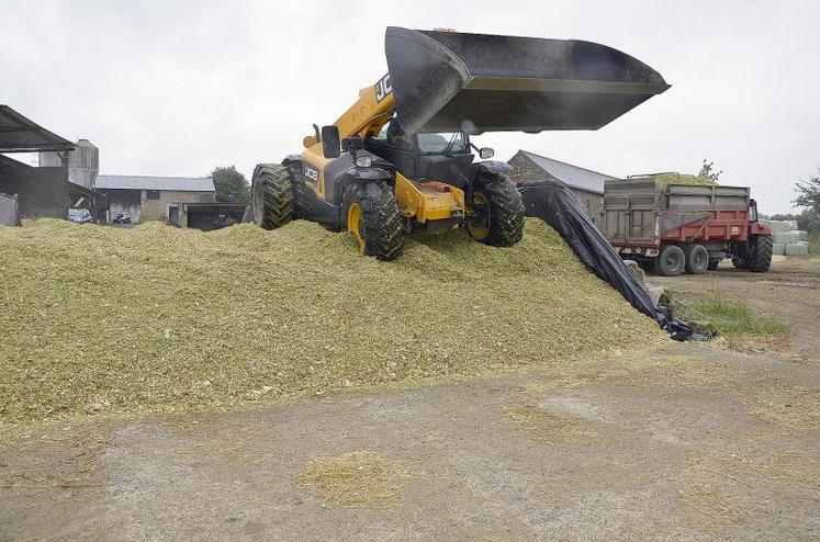 Pendant que les remorques de maïs sont vidées dans le silo, un des agriculteurs s’occupe de bien le tasser pour une meilleure conservation.