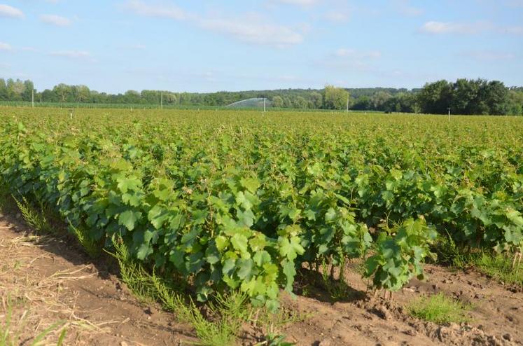 Les arrêtés encadrant ce nouveau dispositif d'autorisations de plantation doivent être publiés au Journal officiel et permettront à l’État d'autoriser chaque année la plantation de nouvelles vignes, sur une superficie correspondant au maximum à 1% du vignoble actuel (8 000 hectares en 2016).