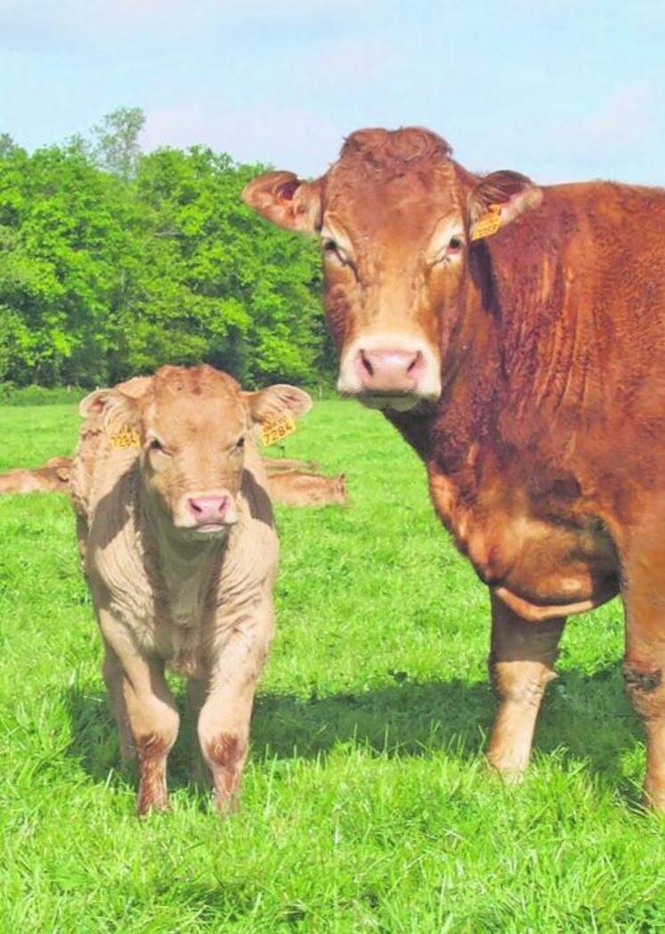 Des essais de la ferme concernent la valorisation des mâles en veaux ou en bœufs.