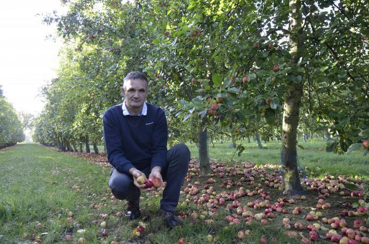 Emile Leclerc, producteur à Saint-Martin-du-Bois (49), dans un rang de pommes à cidre de variété Judor. La maturité des fruits est en avance de deux semaines cette année.