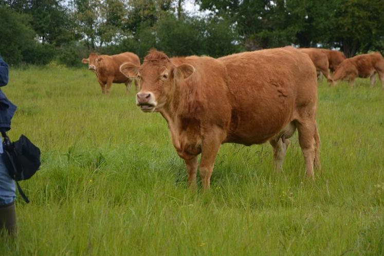 La ferme expérimentale bio de Thorigné-d’Anjou élève 68 vaches de race limousine avec 1,5 UMO permanente, pour une production brute de viande vive de 36,4 t/an.