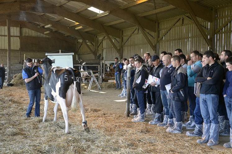 Plusieurs vaches à vêlages précoces de la ferme expérimentale ont été présentées.