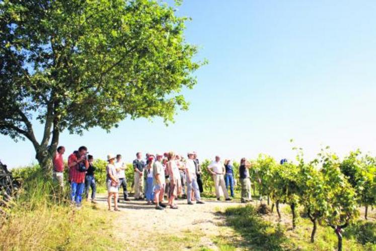 La formule des Rendez-vous 
dans le vignoble Anjou-Saumur 
a fait preuve de sa réussite, accueillant 25 personnes en moyenne par rencontre, l’an passé.