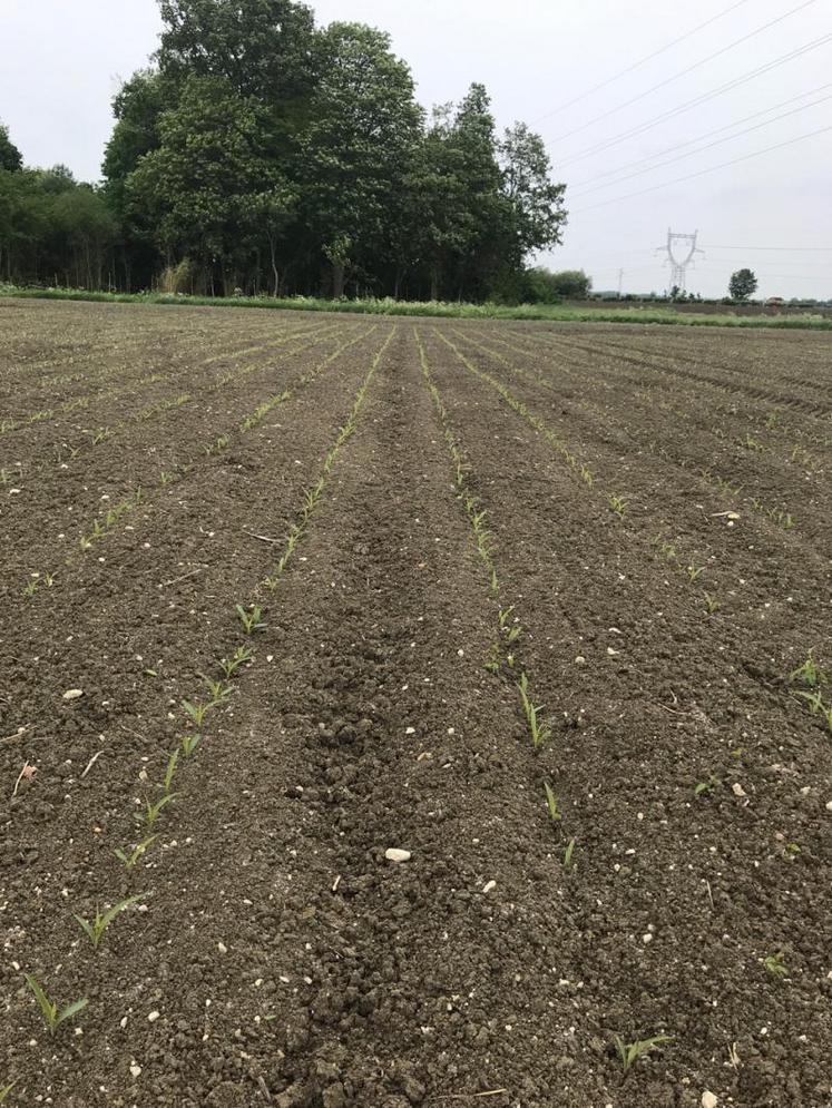 Dans le Sud Saumurois, les chantiers de semis de maïs se sont terminés la semaine dernière. Christian Blet, agriculteur à Courchamps, a semé 7 hectares de maïs grain.