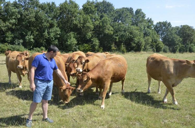 Sur l’exploitation d’Hugues Lemesle, à la Pouëze, environ 7 vaches et 3 veaux partent chaque année en vente directe. Le reste est commercialisé avec Bovinéo ou en tant que reproducteurs.