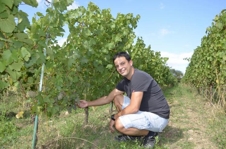 Alexandre Cady parmi ses vignes, dont une grande partie sont en coteaux. Ici, les vendanges se réalisent entièrement à la main.