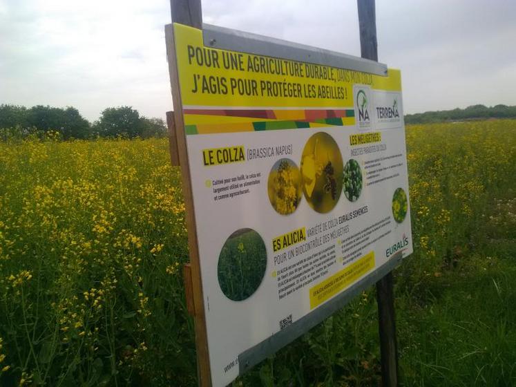 A Montreuil-Juigné, sur ses 9 ha de colza (30 grains/ha de variété demi-précoce + 5 grains/ha de variété très précoce), Bruno Terrien est en démarche de préservation de la biodiversité avec la coopérative Terrena.