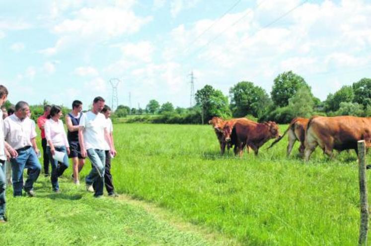 Le Gaec de la Martinière, à Feneu, adhère au Herd-book. 
« Il nous a fallu dix ans pour constituer notre troupeau limousin », a expliqué Frédéric Pungeot, un de ses associés.