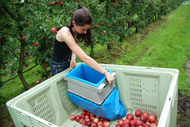 Le revenu des producteurs de fruits français est en baisse de 52 % sur 2014.