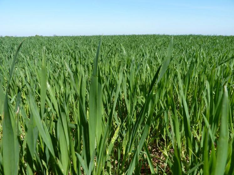 La rotation des cultures, l'un des 3 piliers de l'agriculture de conservation. Ici une parcelle de blé d'avril.