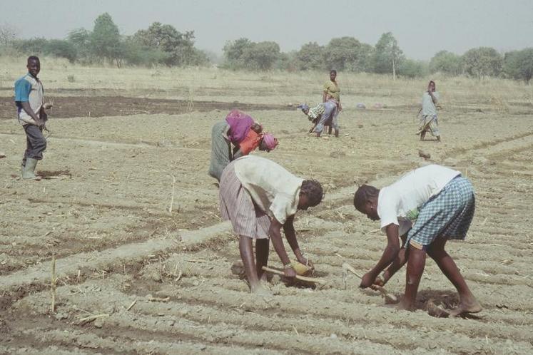 Les organisations paysannes soutenues par Afdi cherchent à défendre une agriculture de type familial, alors que les pouvoirs publics misent plutôt sur l’agro-business pour nourrir le pays.