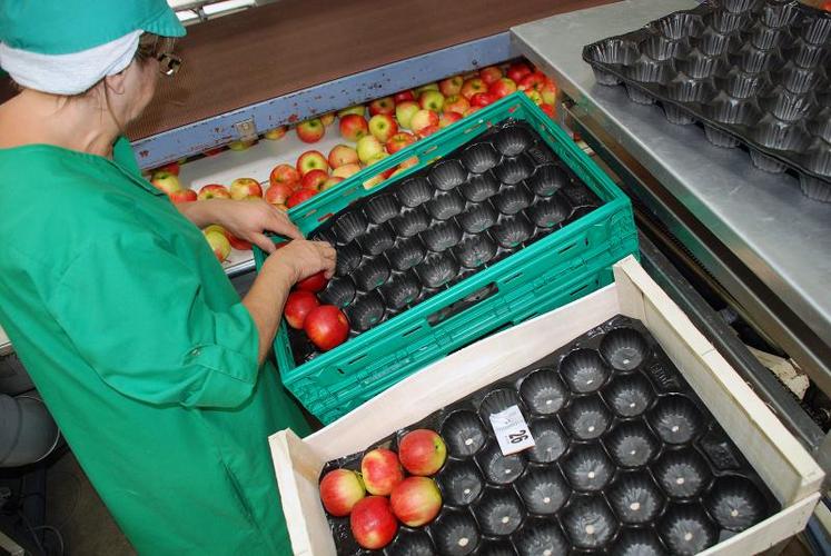 Le Val de Loire fournit 50 % du volume français de pommes exporté.