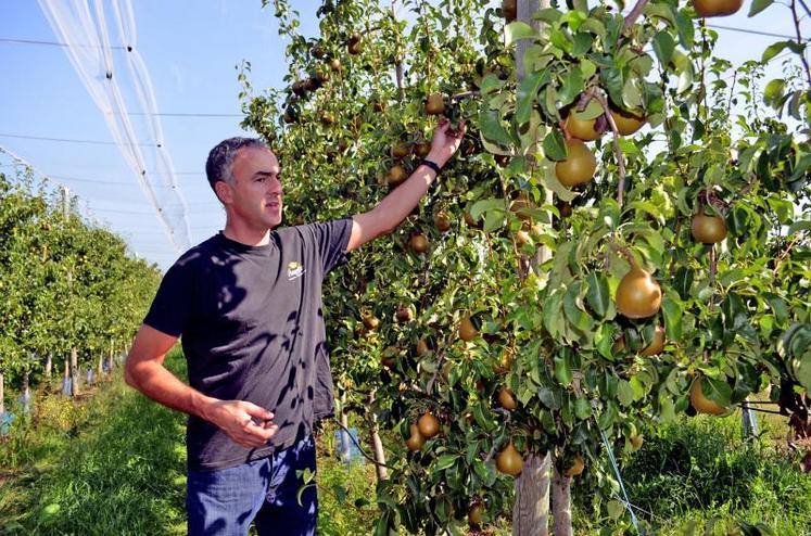 Sylvain est optimiste pour sa récolte de poires angélys : “Une des meilleures sans doute”.