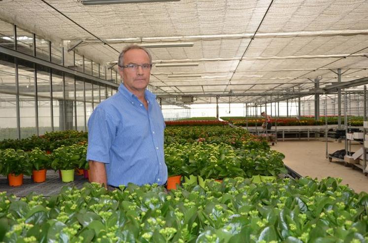 L’entreprise Gajyflor emploie trois salariés pour produire kalanchoé, bégonia, poinsettia, hibiscus sur une surface de 7 500 m2.