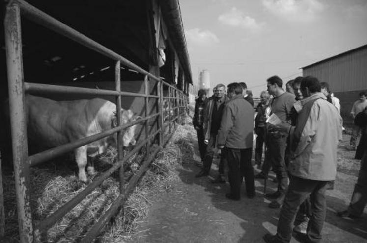 En 2006, neuf nouveaux adhérents ont rejoint le syndicat charolais. Sur les 100 000 vaches allaitantes du département, l’effectif de la race est de 40 000.