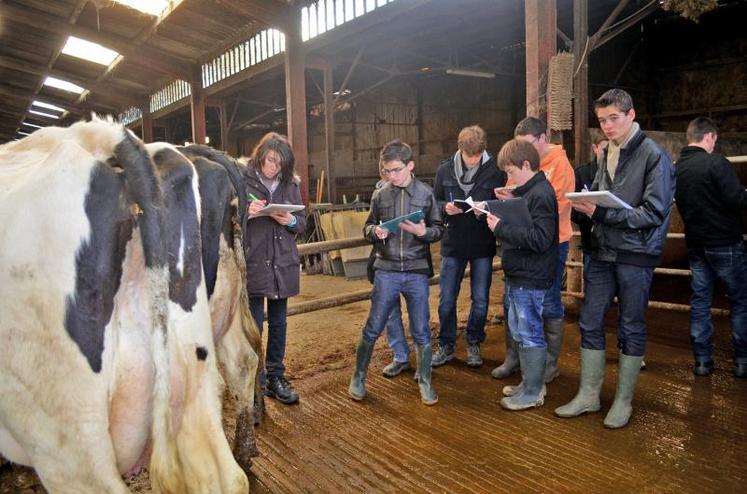 Deux vaches prim'holstein étaient soumises au jugement des jeunes.