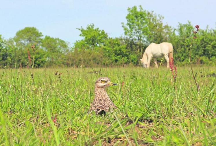 Un œdicnème criard niché dans le bocage. En France, la population de l’animal est estimée entre 5 000 et 9 000 couples dont 32 % sont situés dans les régions Pays de la Loire et Poitou-Charentes.