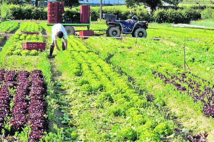 Selon Pôle emploi, l’agriculture est le deuxième secteur (derrière les services) qui devrait recruter le plus de personnel cette année (fruits, légumes et vignes).