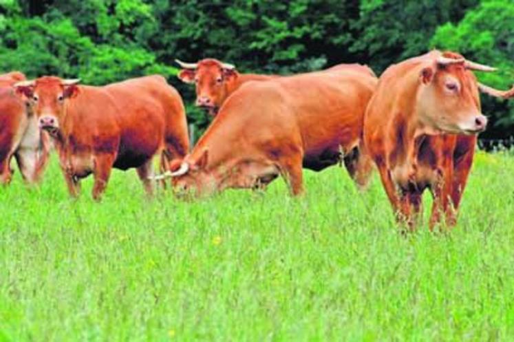 Le chiffre de 17 % de hausse annoncée pour les producteurs de viande bovine fait réagir :
« Comment peut-on dire que le revenu des producteurs de bovins est en hausse, alors que nous ressentons excactement l’inverse », s’insurge Mickaël Bazantay.