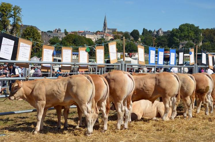 Le battage à l’ancienne, les chevaux percherons, les rouges des prés, le concours de génisses et celui de la race blonde d’Aquitaine. Le monde agricole est encore bien représenté à la foire de Beaupréau.